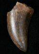 Gorgeous Tyrannosaur Tooth - Two Medicine Formation #14751-1